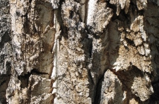 Populus angustifolia